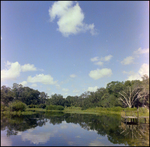 Duck Perches on Wooden Dock in Beverly Hills, Florida, E by Skip Gandy