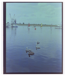 Flock of Brown Pelicans at Burnt Store Marina Seafood Festival in Punta Gorda, Florida, A by Skip Gandy