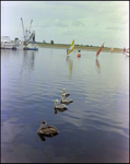 Flock of Brown Pelicans at Burnt Store Marina Seafood Festival in Punta Gorda, Florida, B by Skip Gandy