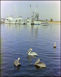 Flock of Brown Pelicans at Burnt Store Marina Seafood Festival in Punta Gorda, Florida, C by Skip Gandy