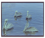 Flock of Brown Pelicans at Burnt Store Marina Seafood Festival in Punta Gorda, Florida, D by Skip Gandy