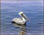 Brown Pelican Swims at Burnt Store Marina Seafood Festival in Punta Gorda, Florida by Skip Gandy