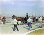 Horse Drawn Carriage at Burnt Store Marina Seafood Festival in Punta Gorda, Florida, C by Skip Gandy