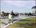 Horse Drawn Carriage at Burnt Store Marina Seafood Festival in Punta Gorda, Florida, E by Skip Gandy