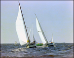 Several Sailboats Sailing Through the Marina, Burnt Store Marina Seafood Festival, Punta Gorda, Florida, A by Skip Gandy