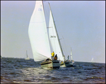 Several Sailboats Sailing Through the Marina, Burnt Store Marina Seafood Festival, Punta Gorda, Florida, B by Skip Gandy