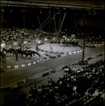 Barnum and Bailey Horses and Performers, Tampa, Florida, A by George Skip Gandy IV