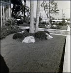 Grassy Area in Front of the Curtis Hixon Hall, Tampa, Florida, B by George Skip Gandy IV