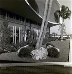 Grassy Area in Front of the Curtis Hixon Hall Windows, Tampa, Florida, A by George Skip Gandy IV