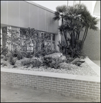 Landscaped Area in Front of the Curtis Hixon Hall Windows, Tampa, Florida, B by George Skip Gandy IV