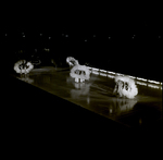 Women Ice Skating with Feathered Circles, Tampa, Florida by George Skip Gandy IV