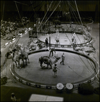 Barnum and Bailey Circus Performers and Animals, Tampa, Florida, A by George Skip Gandy IV