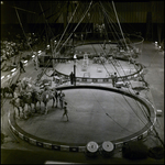 Barnum and Bailey Circus Performers and Animals, Tampa, Florida, B by George Skip Gandy IV