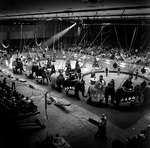 Elephants at Convention Center in Tampa, Florida, G by George Skip Gandy IV