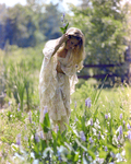 Janet Ducta in a White Dress in a Flowerbed, F by George Skip Gandy IV