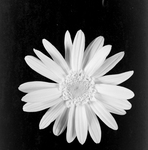 Close-Up of a Daisy by George Skip Gandy IV