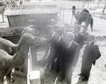 General Telephone and Electronics Corporation Employees with Camels at Busch Gardens, Tampa, Florida, C by George Skip Gandy IV