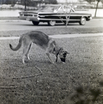 Gandy Family Dog Plays Outside by George Skip Gandy IV