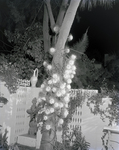 Night-Blooming Cereus in Joseph A. McClain, Jr.'s Garden, A by George Skip Gandy IV