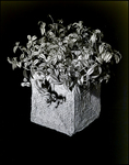 Wicker Cube Holds Ivy House Plant
