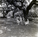 The Home Association Residents, M by George Skip Gandy IV