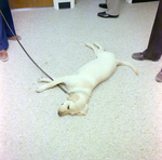 Dog Lying on Floor at DC-530 Barge Launch, Misener Industries by George Skip Gandy IV