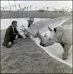 Men With Rhinoceros at Busch Gardens, B by Skip Gandy