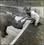 Zookeeper With Rhinoceros at Busch Gardens by Skip Gandy