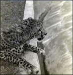 Cheetah Cub at Busch Gardens, A by Skip Gandy