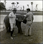 Men With Elephant Calf at Busch Gardens