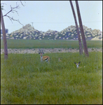 Gazelles in the Grass at Busch Gardens, A