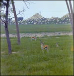Gazelles in the Grass at Busch Gardens, B by Skip Gandy