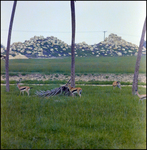 Gazelles in the Grass at Busch Gardens, C by Skip Gandy