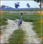 Sarus Crane Standing in Grass at Busch Gardens