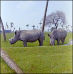Rhinoceros in the Grass at Busch Gardens, A