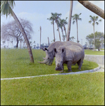 Rhinoceros in the Grass at Busch Gardens, B by Skip Gandy