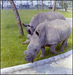 Rhinoceros in the Grass at Busch Gardens, C by Skip Gandy