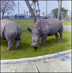 Rhinoceros in the Grass at Busch Gardens, D