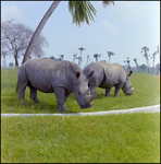 Rhinoceros in the Grass at Busch Gardens, E