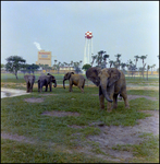 Elephants in Enclosure at Busch Gardens, B by Skip Gandy