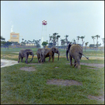 Elephants in Enclosure at Busch Gardens, C
