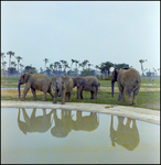 Elephants in Enclosure at Busch Gardens, D