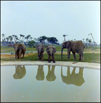 Elephants in Enclosure at Busch Gardens, E by Skip Gandy