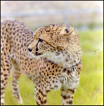 Cheetah Cub at Busch Gardens, B by Skip Gandy