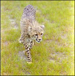 Cheetah in the Grass at Busch Gardens, A by Skip Gandy