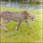 Cheetah in the Grass at Busch Gardens, B