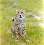 Cheetah in the Grass at Busch Gardens, C by Skip Gandy