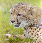 Cheetah With Harness at Busch Gardens by Skip Gandy