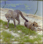 Cheetah Cubs at Busch Gardens by Skip Gandy