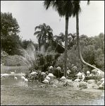 Flamingos in the Water at Busch Gardens, C by Skip Gandy